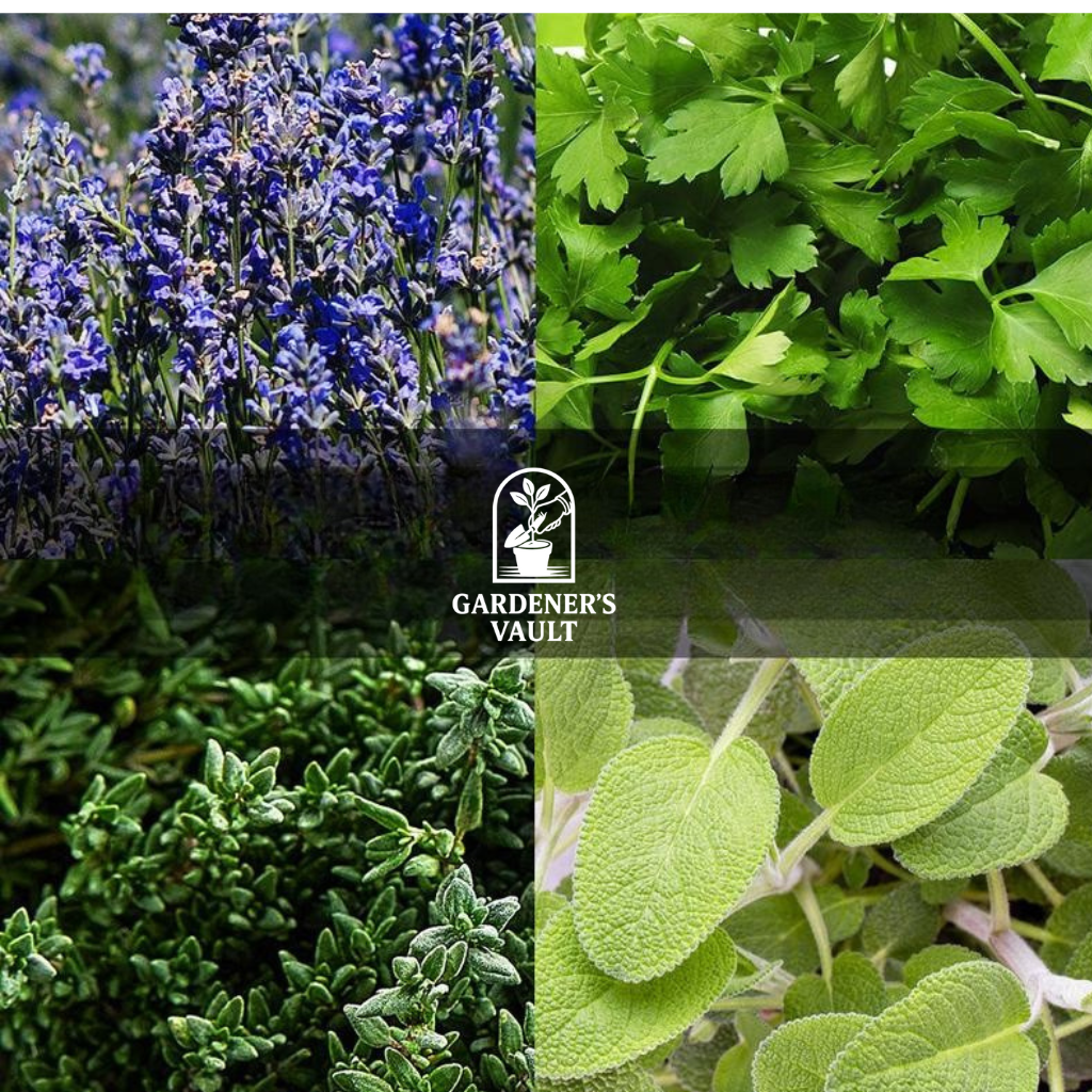 Gardeners Herbal Seed Kit